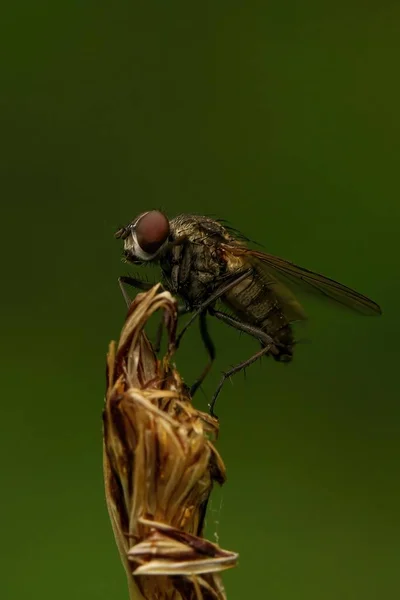 Primer Plano Vertical Una Mosca Raíz Gusano Hylemya Planta — Foto de Stock