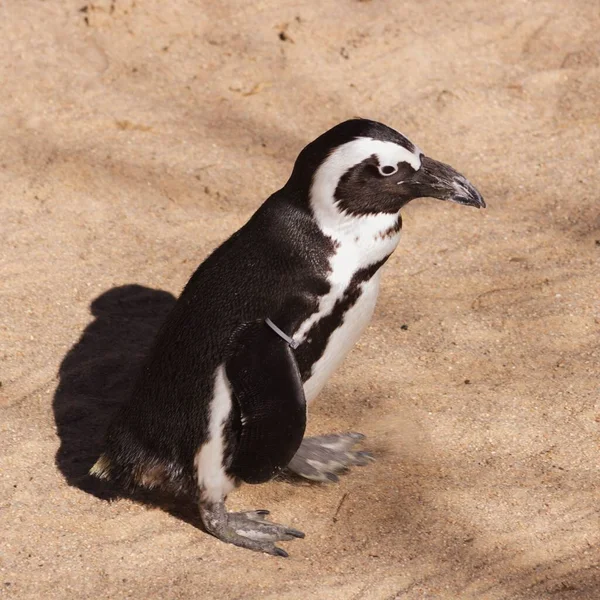 Pingüino Parado Una Playa Arena Bajo Luz Del Sol —  Fotos de Stock