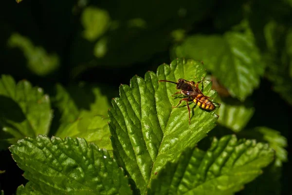 欧洲大黄蜂栖息在绿叶上的宏观照片 — 图库照片