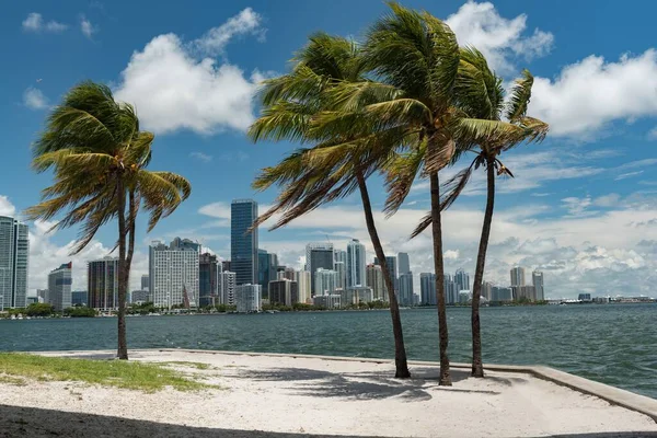 Las Palmeras Altas Que Crecen Cerca Del Agua Mar Miami — Foto de Stock