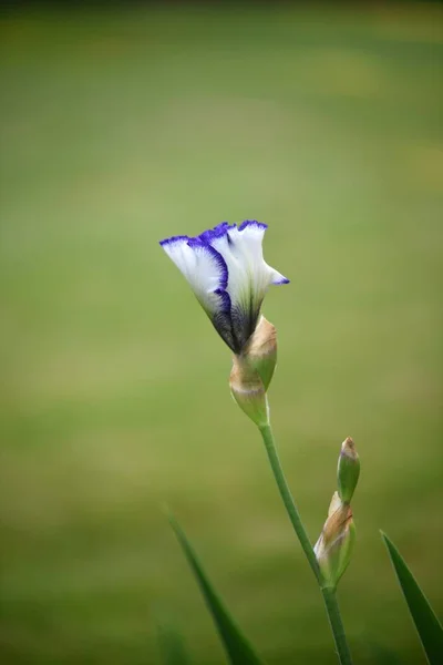 Tiro Vertical Uma Iris Germanica Parque — Fotografia de Stock