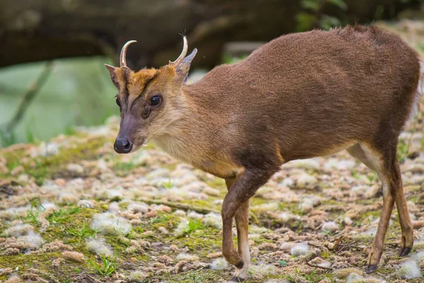 Closeup Shot Muntjac Its Natural Habitat — Stock Photo, Image