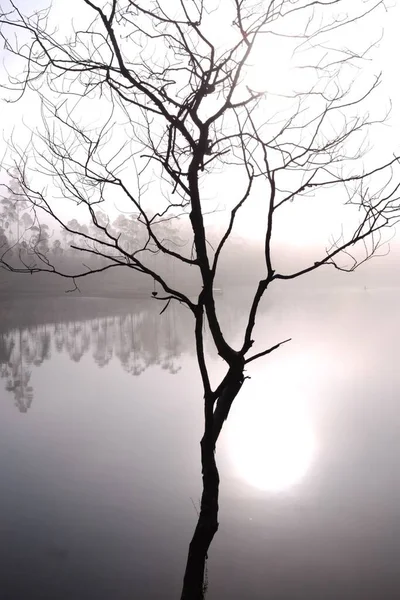 Reflexões Árvore Lago Dia Nebuloso — Fotografia de Stock