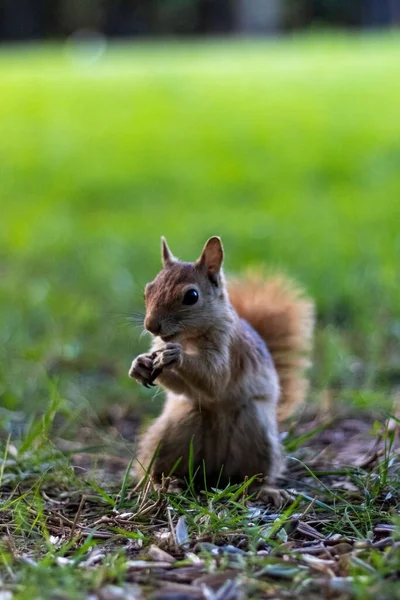 Ein Braunes Eichhörnchen Frisst Boden — Stockfoto