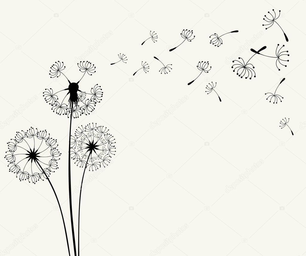 The Flying dandelion seeds isolated on a white background