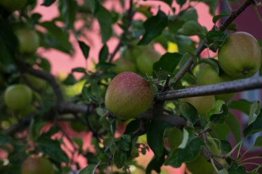 Bulanık arkaplanda yetişen olgunlaşmamış elmaların seçici odak noktası.