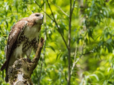 Indianapolis, ABD 'deki Holliday Park' ta av arayan kızıl kuyruklu bir şahinin yakın çekimi.