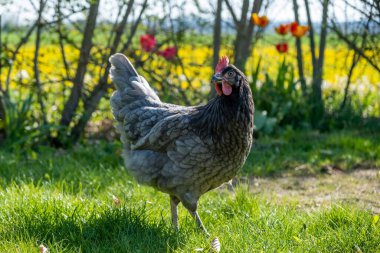 Güzel bir horoz vuruşu.