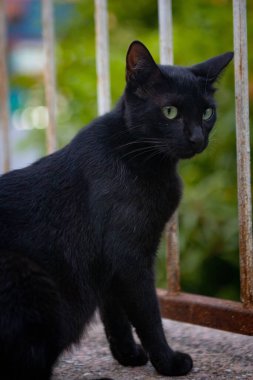 Yeşil gözlü siyah bir kedinin seçici odak noktası.