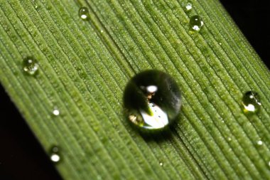 Yeşil bir yaprağa ultramacro su damlaları düşer.