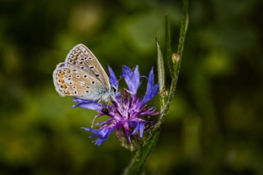 Mor bir Centaurea çiçeğinin üzerinde mavi bir kelebeğin yakın plan fotoğrafı.