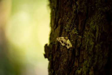 Yosun tutmuş ağaç gövdesindeki bir kelebeğin yakın plan fotoğrafı.