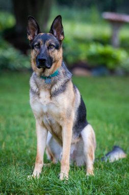 Tarladaki bir Alman çoban köpeği portresi.