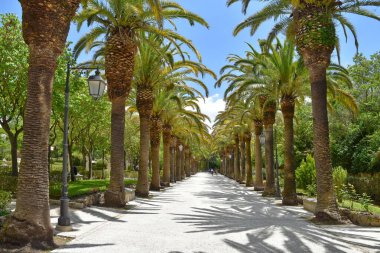 Ağaçların arasından parka giden bir patika.