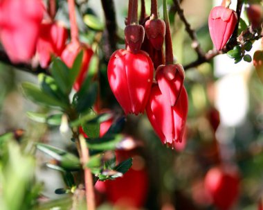 Şili fener ağacının manzarası