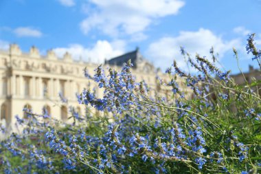 Bulanık arkaplanda, güneş ışığı altında büyüyen mavi ve yeşil bitkilerin yakın plan çekimi.