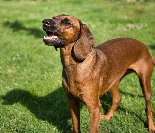 Cão Montanha Baviera Grama Sob Luz Sol — Fotografia de Stock