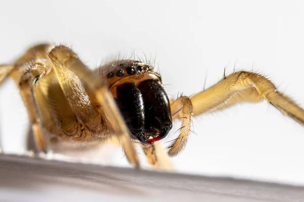 Vergrote Foto Van Een Spin Een Witte Achtergrond — Stockfoto