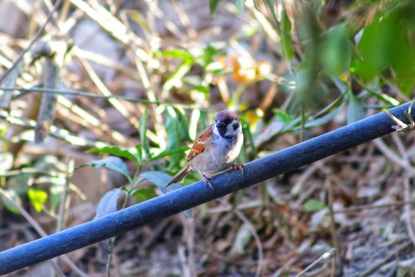 Closeup Shot Perching House Sparrow — Stock Photo, Image
