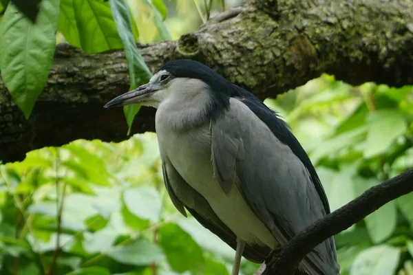 Vacker Svart Krönt Natt Heron Sitter Uppe Trädgrenen — Stockfoto