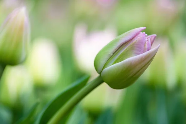 Zbliżenie Pięknego Tulipana Rozmytym Tle Ogrodzie — Zdjęcie stockowe