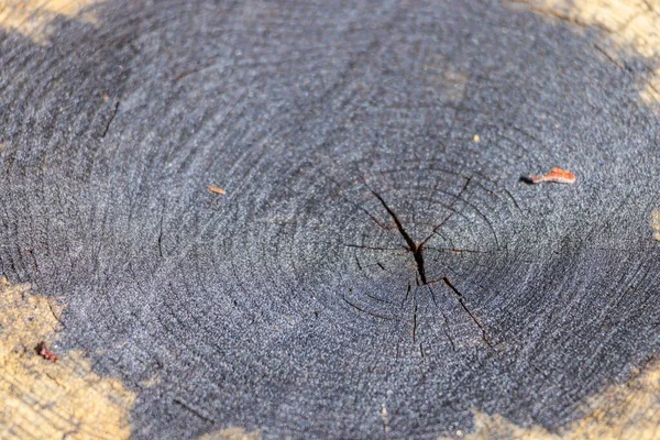 Closeup Shot Pine Tree Stump Oregon Usa — Stock Photo, Image