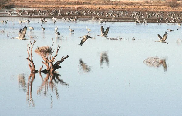 Jezioro Sandhill Cranes Latające Nad — Zdjęcie stockowe