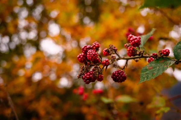 Gros Plan Framboises Sur Une Branche Sur Fond Bokeh Flou — Photo