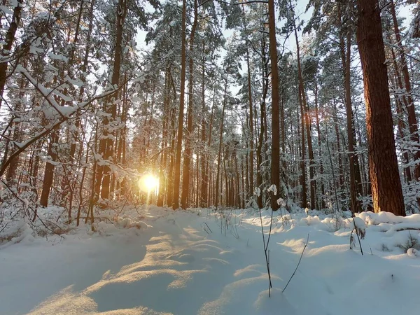 Paisaje Invernal Con Bosque Nevado Muchos Árboles Altos Congelados —  Fotos de Stock