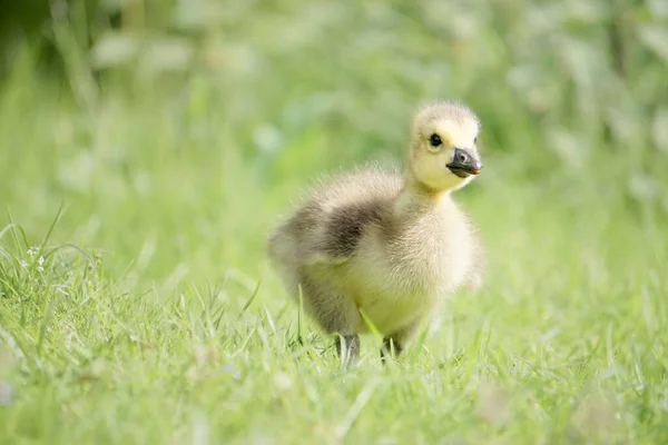 Egy Közeli Kép Egy Aranyos Kiskacsáról Fűben — Stock Fotó