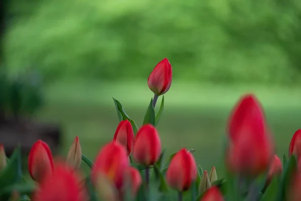 Primer Plano Hermosos Tulipanes Sobre Fondo Borroso Jardín — Foto de Stock