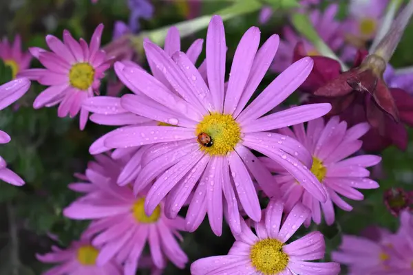 Ladybug Purple Flower Rain — Stock Photo, Image