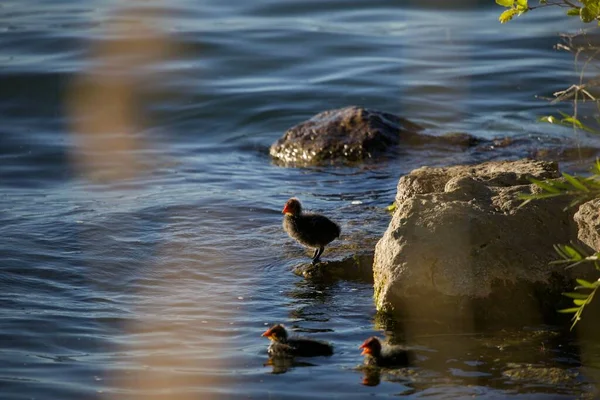 Närbild Eurasiska Barnsängar Som Flyter Och Står Vatten Med Stenar — Stockfoto