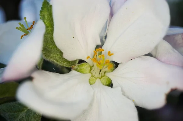Bahçede Çiçek Açan Bir Elma Ağacının Yakın Plan Çekimi — Stok fotoğraf