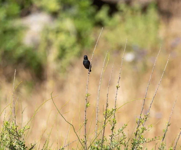 Une Mise Point Peu Profonde Chat Buisson Pied Noir Perché — Photo