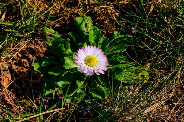 Zdjęcia Bliska Dzikiego Różowego Kwiatka Stokrotki Bellis Perennis — Zdjęcie stockowe