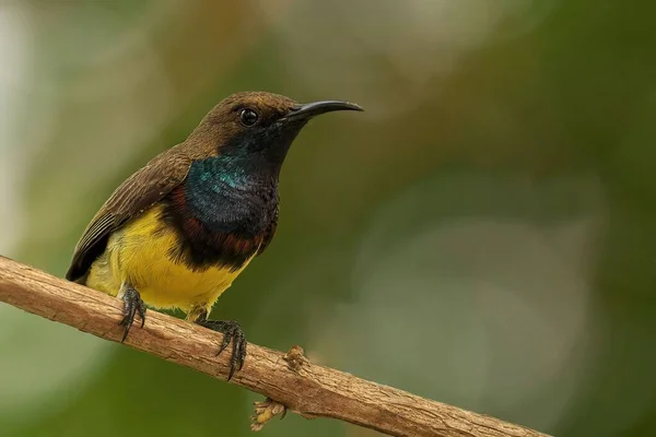 Eine Nahaufnahme Eines Sonnenvogels Mit Olivenrücken Der Auf Einem Ast — Stockfoto