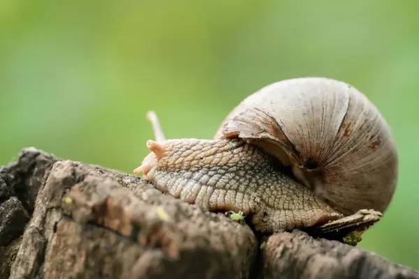 Primer Plano Caracol Desenfoque —  Fotos de Stock