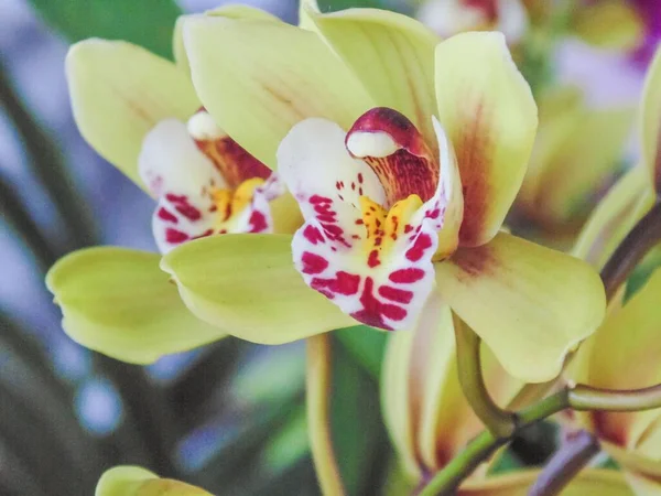 Zbliżenie Pięknych Kolumbijskich Orchidei Najbardziej Reprezentatywny Kwiat Regionu — Zdjęcie stockowe