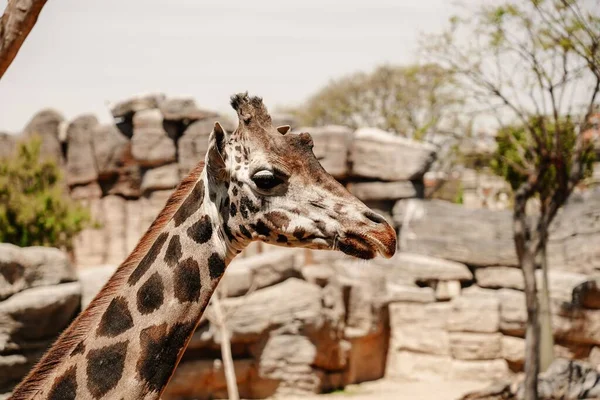 Una Jirafa Alta Dentro Los Ladrillos Zoológico —  Fotos de Stock