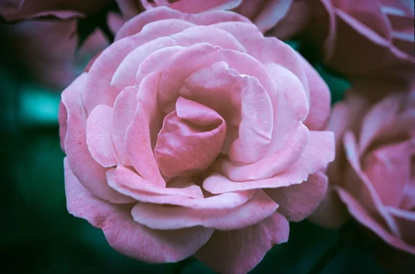 정원에서 자라는 아름다운 분홍빛 장미의 클로즈업 — 스톡 사진