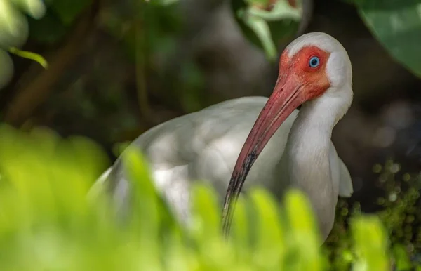 Close Ibis Branco Americano Fundo Embaçado — Fotografia de Stock