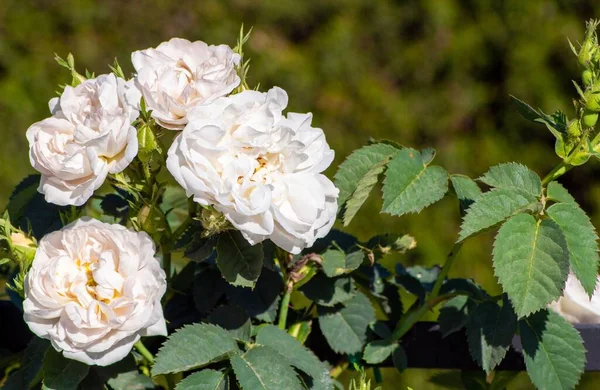 Ένα Κοντινό Πλάνο Λευκά Τριαντάφυλλα Πράσινα Φύλλα Θολή Φόντο — Φωτογραφία Αρχείου