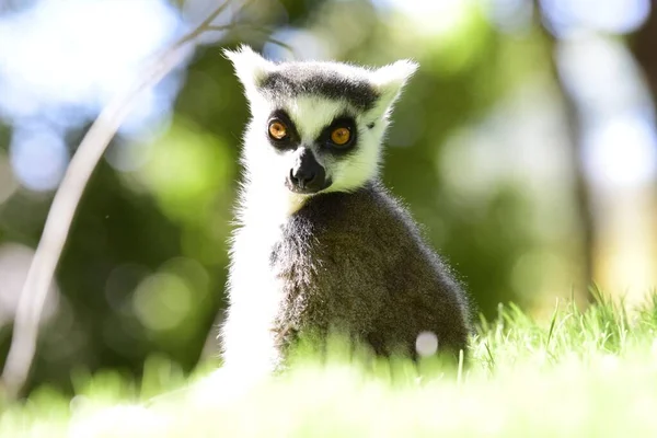 King Lemur Enclosure Valencia Zoo — Stock Photo, Image