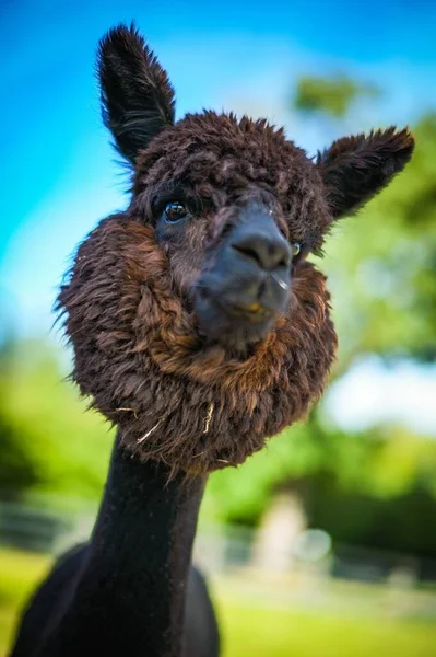 Eine Vertikale Aufnahme Eines Niedlichen Braunen Alpakas — Stockfoto