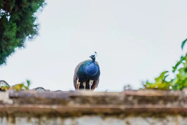 Påfågel Sittande Ett Tak Och Tittar Kameran — Stockfoto