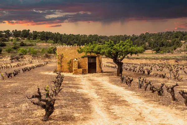 Die Weinfelder Katalonien Spanien Bei Sonnenuntergang — Stockfoto