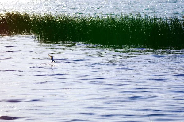 Pájaro Flotando Agua Fondo Hierba Creciente Día Soleado —  Fotos de Stock
