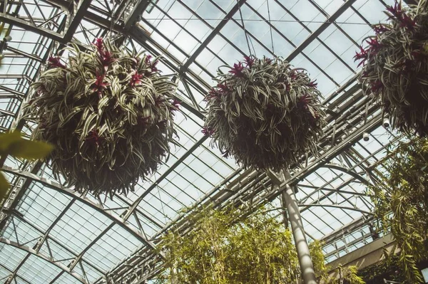 Підвісна Рослина Фіолетовою Квіткою Саду — стокове фото