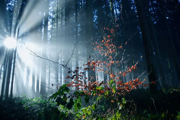 Uma Floresta Com Árvores Altas Plantas Com Luz Solar Fundo — Fotografia de Stock